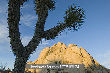 TREES, JOSHUA: Joshua Tree, (Yucca brevifolia), Joshua Tree National Park, California, USA.