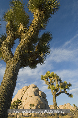 TREES, JOSHUA: Joshua Tree, (Yucca brevifolia), Joshua Tree National Park, California, USA.