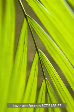 PALMS: Palm Fronds, Panama