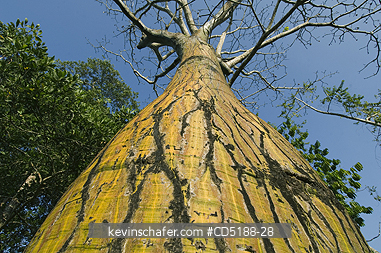 TREES: Barrigon Tree, (Pseudobombax septenatum), Summit Gardens, Panama.