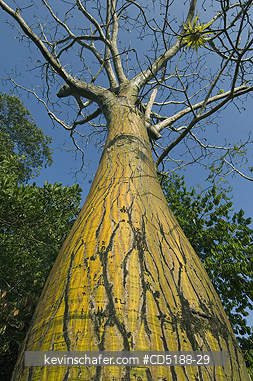 TREES: Barrigon Tree, (Pseudobombax septenatum), Summit Gardens, Panama.