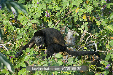 MONKEYS, MANTLED-HOWLER: Mantled Howler Monkey, (Alouatta palliata), Soberania NP, PANAMA.