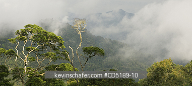PANAMA: Darien National Park, Cloudforest from Pirre Mountain, 5000 ft., Panama.