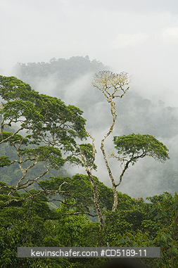 PANAMA: Darien National Park, Cloudforest from Pirre Mountain, 5000 ft., Panama.