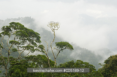 PANAMA: Darien National Park, Cloudforest from Pirre Mountain, 5000 ft., Panama.
