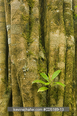 TREE: Seedling grows on Strangler fig, Pirre Mtn., Darien Nat. Park, PANAMA