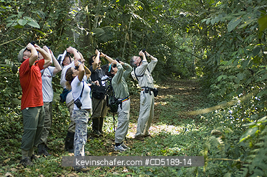 PANAMA: Darien National Park, Panama, Birdwatchers on Boca de Cupe Trail