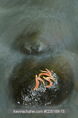 PANAMA: Erythrina blossoms on rock in Cana River, Darien Nat. Park, Panama