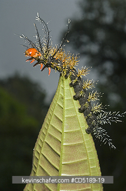 INSECTS, PANAMA: Spiny caterpillar (unknown species) Darien National Park, Panama, Pirre Mountain, ca. 5000 feet elevation