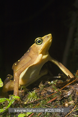 FROGS: Pirre Mountain Harlequin Frog, (Atelopus glyphus), Endangered, Pirre Mtn. Darien, PANAMA.