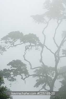 PANAMA: Cloud forest, Pirre Mountain, ca 5000 feet, Darien National Park, Panama
