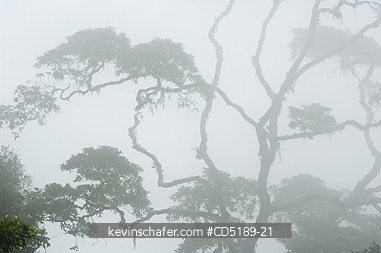 PANAMA: Cloud forest, Pirre Mountain, ca 5000 feet, Darien National Park, Panama