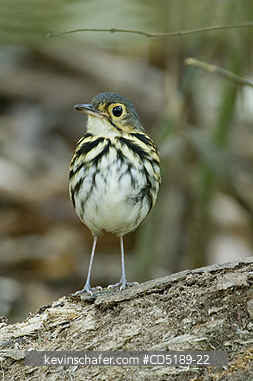 ANTPITTAS: Streak-breasted Antpitta, (Hylopezus perspicillatus) Soberania National Park, Panama. Formerly known as Spectacled Antpitta