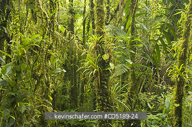 PANAMA: Cloud Forest atop Pirre Mtn., ca 5000 ft., Darien National Park, PANAMA