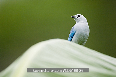 TANAGERS: Blue-gray Tanager, (Thraupis episcopus), Darien National park, Panama
