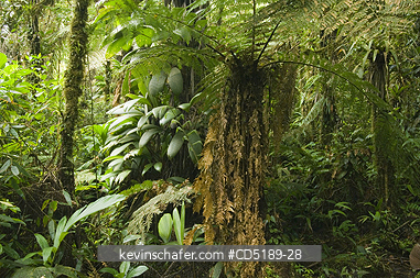 PANAMA: Cloud Forest atop Pirre Mtn., ca 5000 ft., Darien National Park, PANAMA