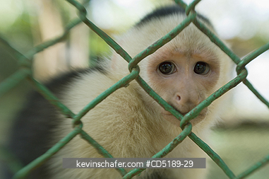 MONKEY, CAPUCHINS: White-faced Capuchin Monkey (Cebus capucinus), Captive, Summit Gardens, Panama