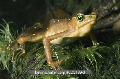 FROGS: Pirre Mountain Harlequin Frog, (Atelopus glyphus), Endangered, Pirre Mtn. Darien, PANAMA.