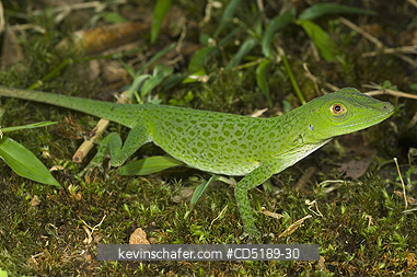 LIZARDS: Anolis Lizard, (unknown sp.) ca. 5000 ft, Pirre Mountain, Darien National Park, Panama.