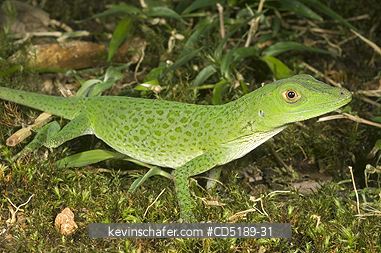 LIZARDS: Anolis Lizard, (unknown sp.) ca. 5000 ft, Darien, Panama.