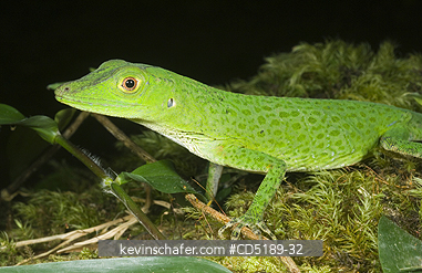 LIZARDS: Anolis Lizard, (unknown sp.) ca. 5000 ft, Pirre Mountain, Darien National Park, Panama.