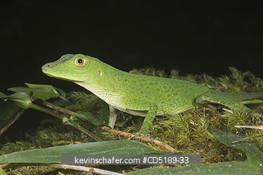 LIZARDS: Anolis Lizard, (unknown sp.) ca. 5000 ft, Pirre Mountain, Darien National Park, Panama.