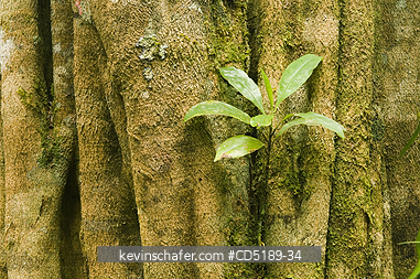 TREE: Seedling grows on Strangler fig, Pirre Mtn., Darien Nat. Park, PANAMA