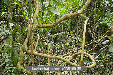 PANAMA: Vines in rainforest, Cana Area, Darien National Park PANAMA