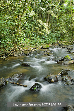 PANAMA: Cana River and rainforest, Darien National Park PANAMA