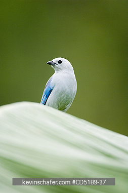TANAGERS: Blue-gray Tanager, (Thraupis episcopus), Darien National park, Panama