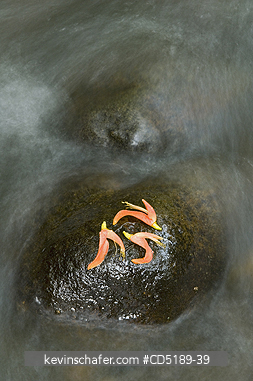 PANAMA: Erythrina blossoms on rock, Cana River, Darien National Park, Panama
