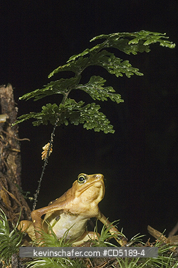 FROGS: Pirre Mountain Harlequin Frog, (Atelopus glyphus), Endangered, Pirre Mtn., Darien, PANAMA.