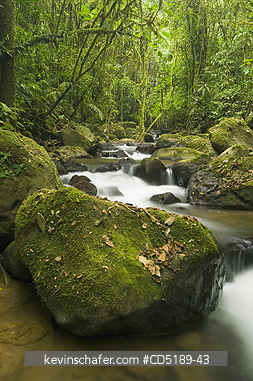 PANAMA: Cana River and Rainforest, Darien National Park, PANAMA