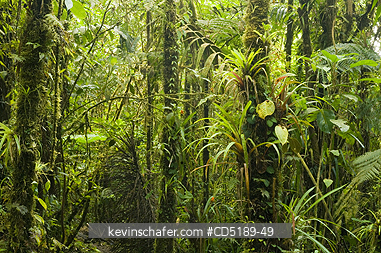 PANAMA: Cloud Forest atop Pirre Mtn., ca 5000 ft., Darien National Park, PANAMA