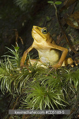 FROGS: Pirre Mountain Harlequin Frog, (Atelopus glyphus), Endangered, Pirre Mtn. Darien, PANAMA.