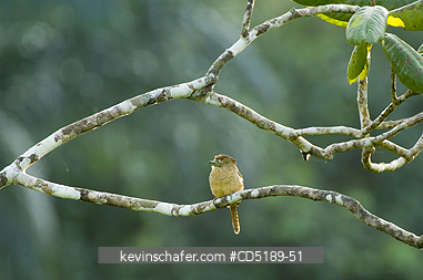 PUFF BIRD, BARRED: Barred Puffbird, (Nystalus radiatus), Darien National Park PANAMA