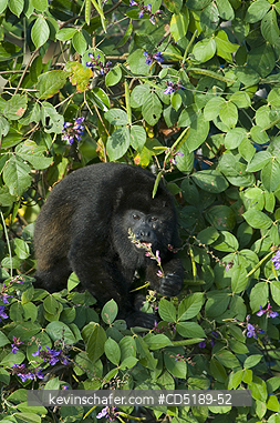 MONKEY, MANTLED HOWLER: Mantled Howler Monkey (Alouatta palliata) feeding on pea vine, Soberania NP, Panama