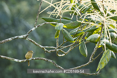 PUFFBIRDS, BARRED: Barred Puffbird, (Nystalus radiatus), Darien National Park PANAMA