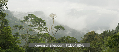 PANAMA: Darien National Park, Cloudforest from Pirre Mountain, 5000 ft., Panama.