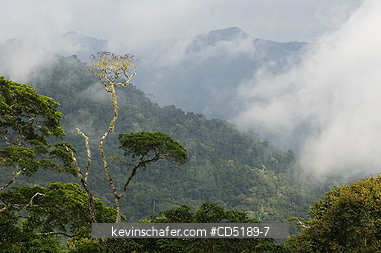 PANAMA: Darien National Park, Cloudforest from Pirre Mountain, 5000 ft., Panama.