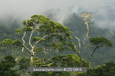 PANAMA: Darien National Park, Cloudforest from Pirre Mountain, 5000 ft., Panama.
