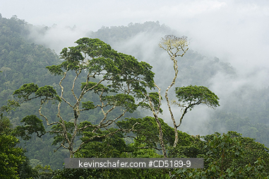 PANAMA: Darien National Park, Cloudforest from Pirre Mountain, 5000 ft., Panama.