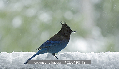JAY, STELLER: Stellers Jay (Cyanocitta stelleri) in snow Cascade Mtns. Oregon