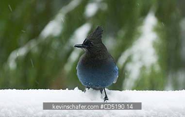 JAY, STELLER: Stellers Jay (Cyanocitta stelleri) in snow Cascade Mtns. Oregon