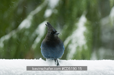 JAY, STELLER: Stellers Jay (Cyanocitta stelleri) in snow Cascade Mtns. Oregon