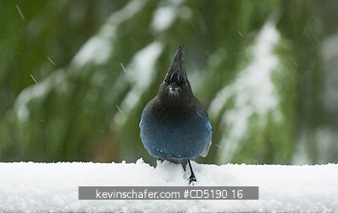 JAY, STELLER: Steller\'s Jay (Cyanocitta stelleri) in snow Cascade Mtns. Oregon
