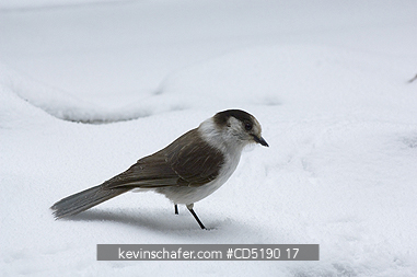 JAY, GRAY: Gray Jay, (Perisoreus canadensis), In snow Winter Cascades, Oregon