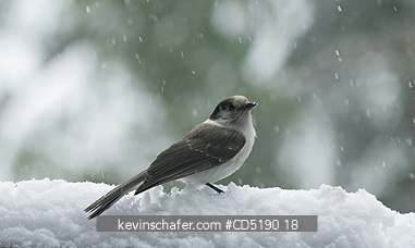 JAY, GRAY: Gray Jay, (Perisoreus canadensis), In snow Winter Cascades, Oregon