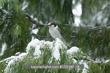 JAY, GRAY: Gray Jay, (Perisoreus canadensis), In snow Winter Cascades, Oregon