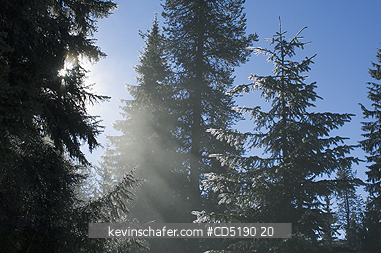 OREGON, USA: Mountain forest and morning light, Mt. Hood, Oregon, Winter